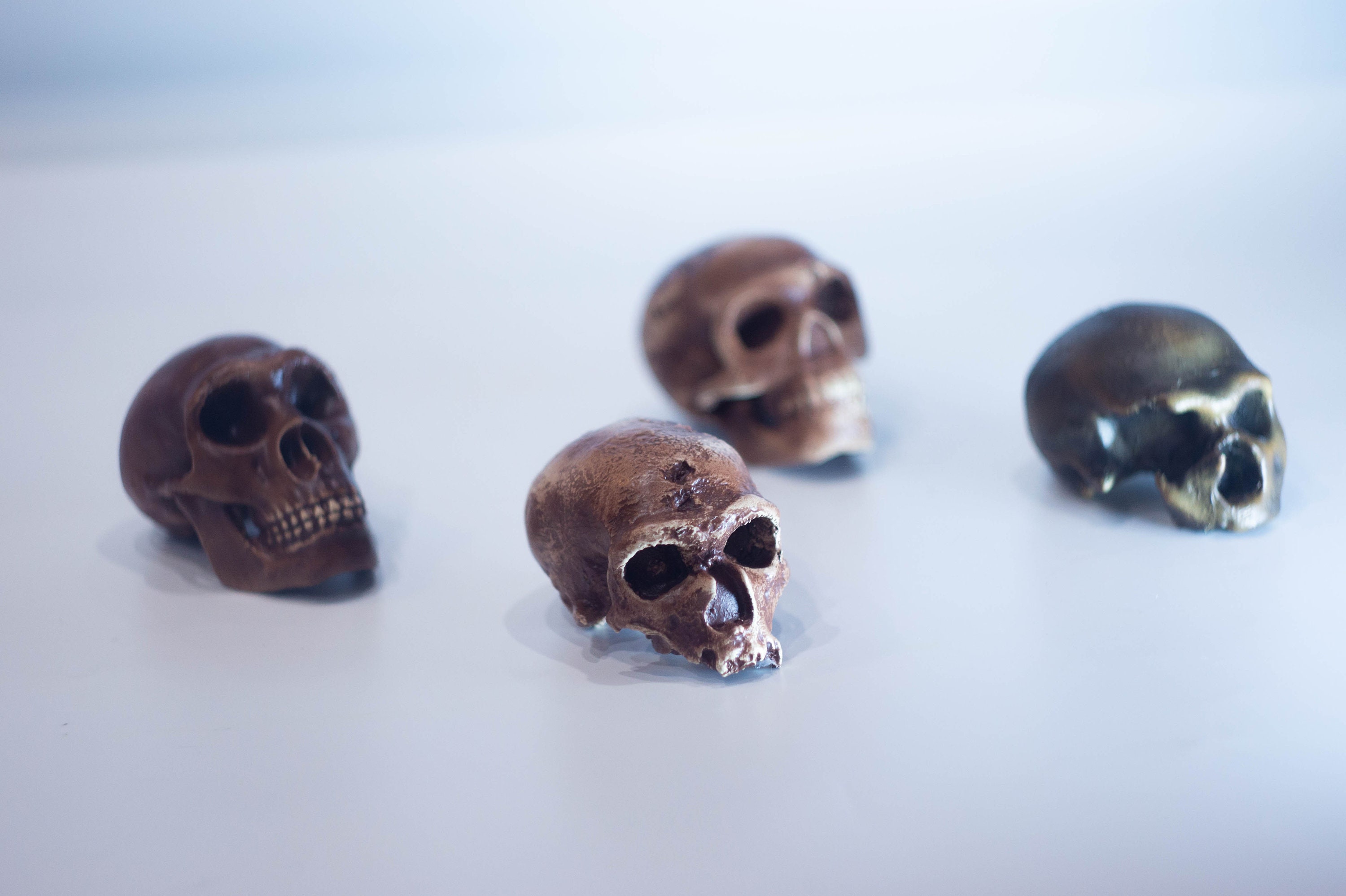 人類進化のヒト科頭蓋骨「ネアンデルタール人」の小型セット