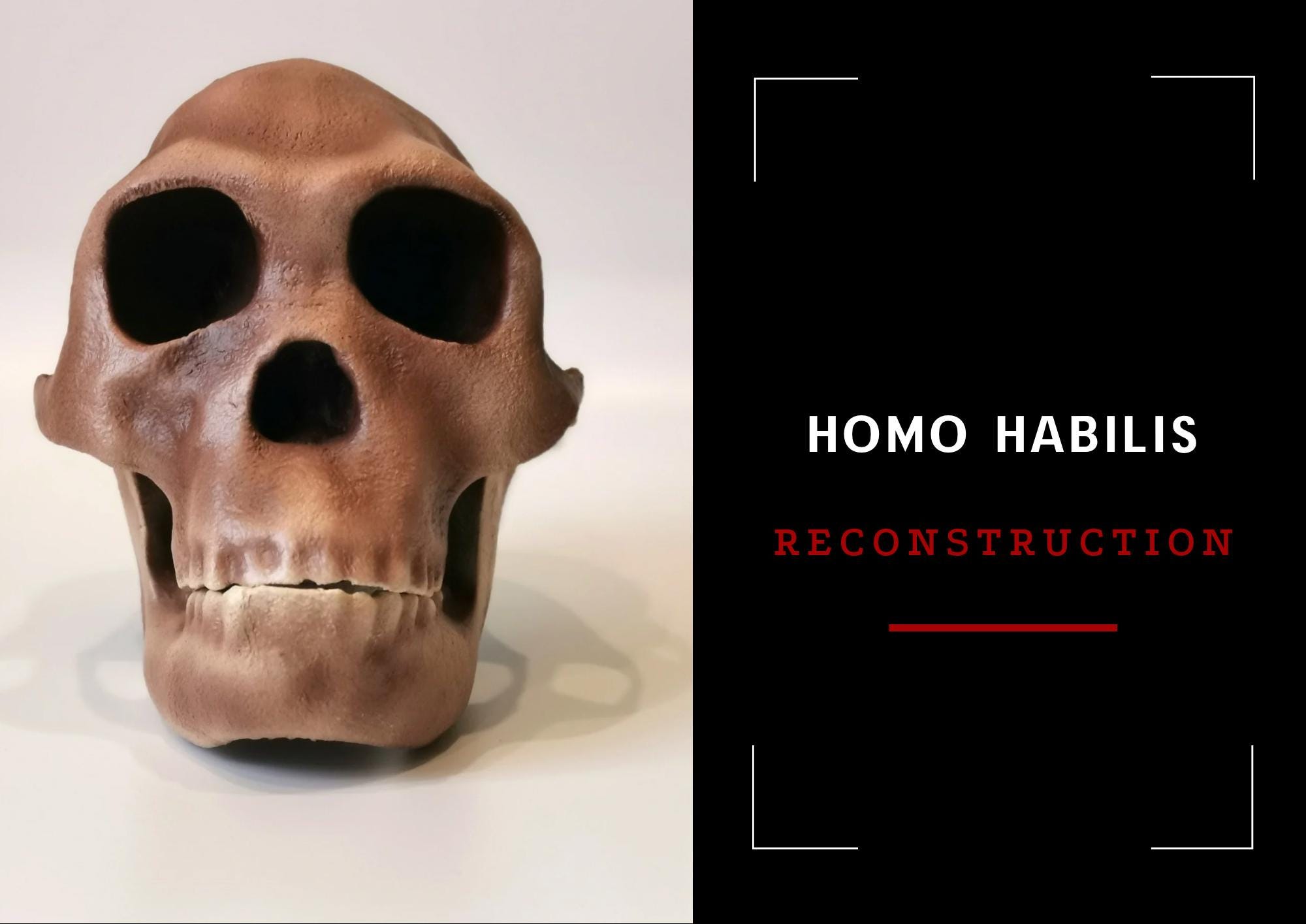 ホモハビリス頭骨模型 ホモ・ハビリスの頭蓋骨レプリカ、先史時代の化石コレクション、リアル