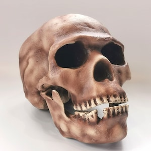 Homo Sapiens Skull Replica Skhul 5, Prehistoric Fossil Collection, Realistic Hominid Skull, Museum Quality
