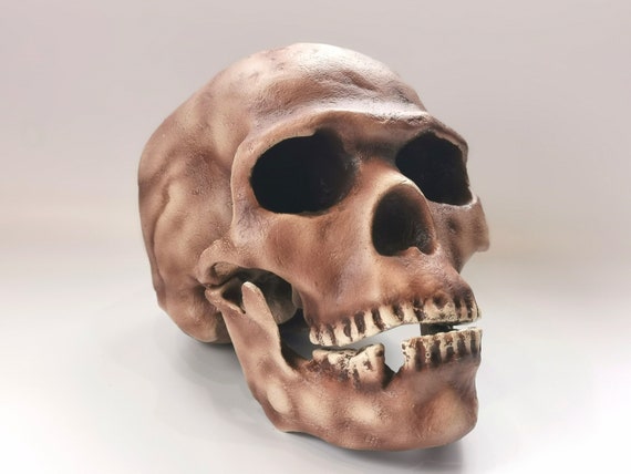 ホモサピエンス頭蓋骨レプリカ Skhul 5、先史時代の化石