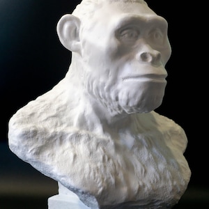 May include: A white bust of a primate, possibly a hominid, with a detailed textured surface. The sculpture features a prominent brow ridge, a flat nose, and a pronounced jawline. The bust is set against a dark background.