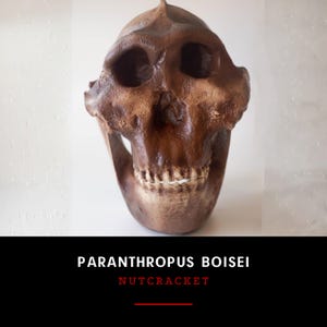 Australopithecus Boisei Skull Replica, Full-size 3d printed Hominid Skull, Museum Quality Anthropology Model, Real Fossil Scan