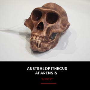 Australopithecus afarensis Skull Replica, Lucy, Prehistoric Fossil Collection, Realistic Hominid Skull, Museum Quality