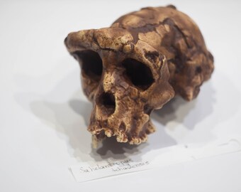 サヘラントロプス・チャデンシスの頭蓋骨レプリカ、先史時代の化石
