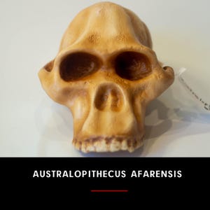 Australopithecus africanus Skull Replica, Prehistoric Fossil Collection, Realistic Hominid Skull, Museum Quality