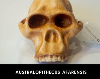 アウストラロピテクス・アフリカヌス、タウン・チャイルド、古代人類の