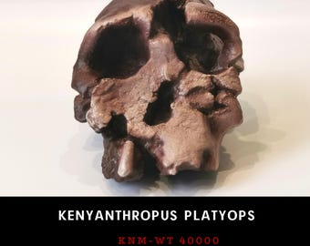 Kenyanthropus Platyops Skull Replica, Prehistoric Fossil Collection, Realistic Hominid Skull, Museum Quality