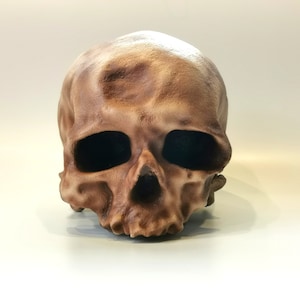 Homo Sapiens Cro-Magnon Skull Replica without Jaw, Prehistoric Fossil Collection, Realistic Hominid Skull, Museum Quality