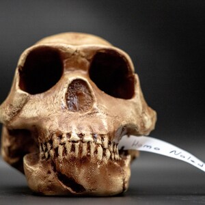 May include: A tan-colored replica of a hominid skull featuring prominent eye sockets, a nasal cavity, and a set of teeth. A small white paper tag is held between the teeth, with the handwritten text "Homo Naledi" clearly visible on the paper strip.