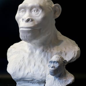 May include: Two white plaster busts of a primate, one large and one small, are displayed against a black background. The larger bust shows the head and shoulders, while the smaller one is a miniature version. The sculptures have a textured surface.
