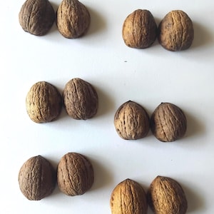 12 walnut shells