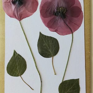 Pressed poppies