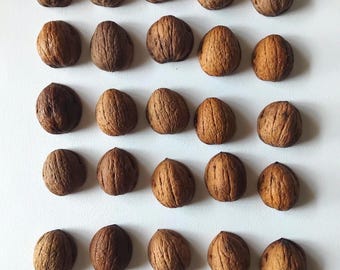 25 walnut shells