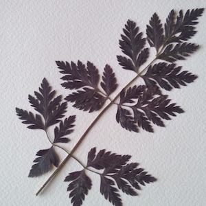 feuille séchée