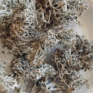 Op de afbeelding: Een close-up van een kom gevuld met gedroogde, lichtgrijze en bruine korstmossen. De korstmossen zijn in een willekeurig patroon gerangschikt, waardoor een natuurlijke en organische textuur ontstaat.