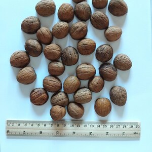 May include: A collection of brown walnuts with textured shells, scattered on a white surface. A wooden ruler with inch and centimeter markings is placed at the bottom of the image, measuring up to 20 inches.