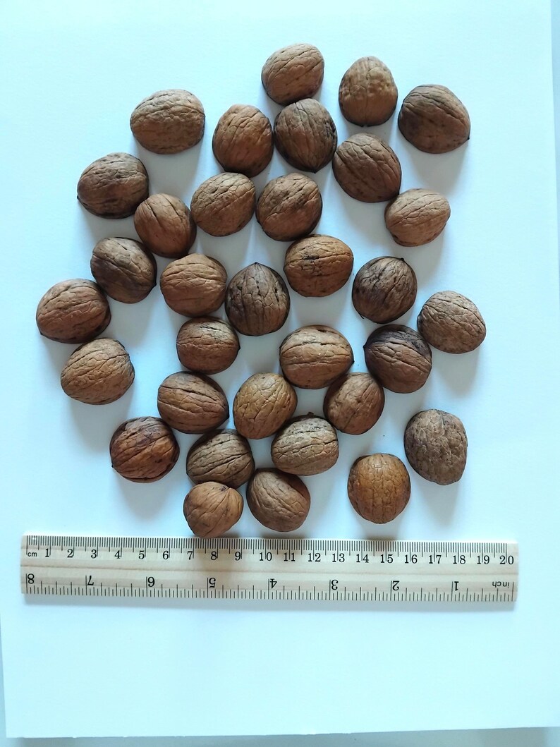 May include: A collection of brown walnuts with textured shells, scattered on a white surface. A wooden ruler with inch and centimeter markings is placed at the bottom of the image, measuring up to 20 inches.