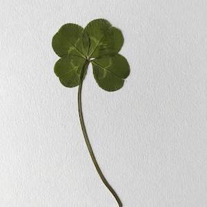 trébol de cuatro hojas