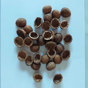 May include: Overhead shot of a collection of walnuts, some whole and others with their shells cracked open. The nuts have a light brown color and are scattered on a white surface. The image highlights the texture and natural form of the walnuts.
