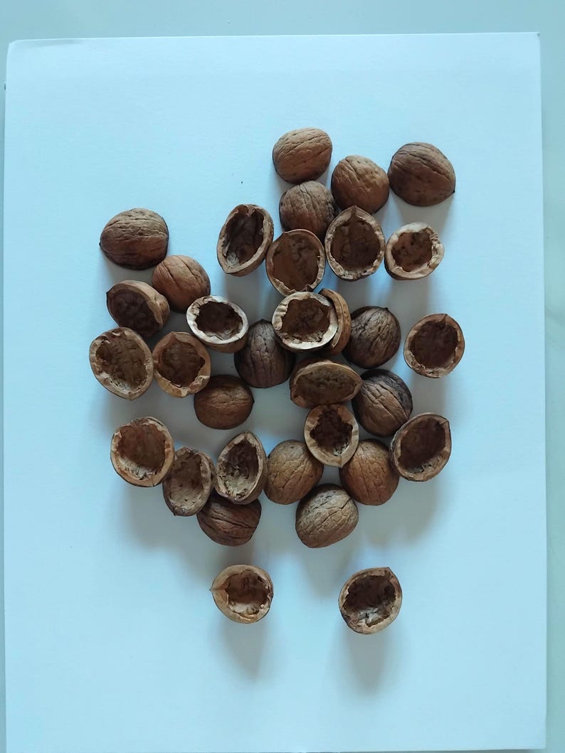May include: Overhead shot of a collection of walnuts, some whole and others with their shells cracked open. The nuts have a light brown color and are scattered on a white surface. The image highlights the texture and natural form of the walnuts.