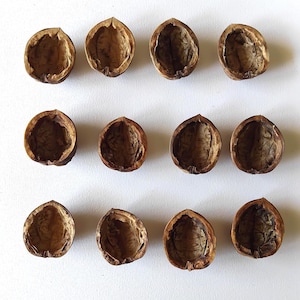 Walnut shell halves