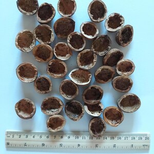 May include: A collection of empty walnut shells, showcasing their brown, textured interiors. A wooden ruler with inch measurements is placed at the bottom, providing scale. The shells are scattered on a light blue surface.