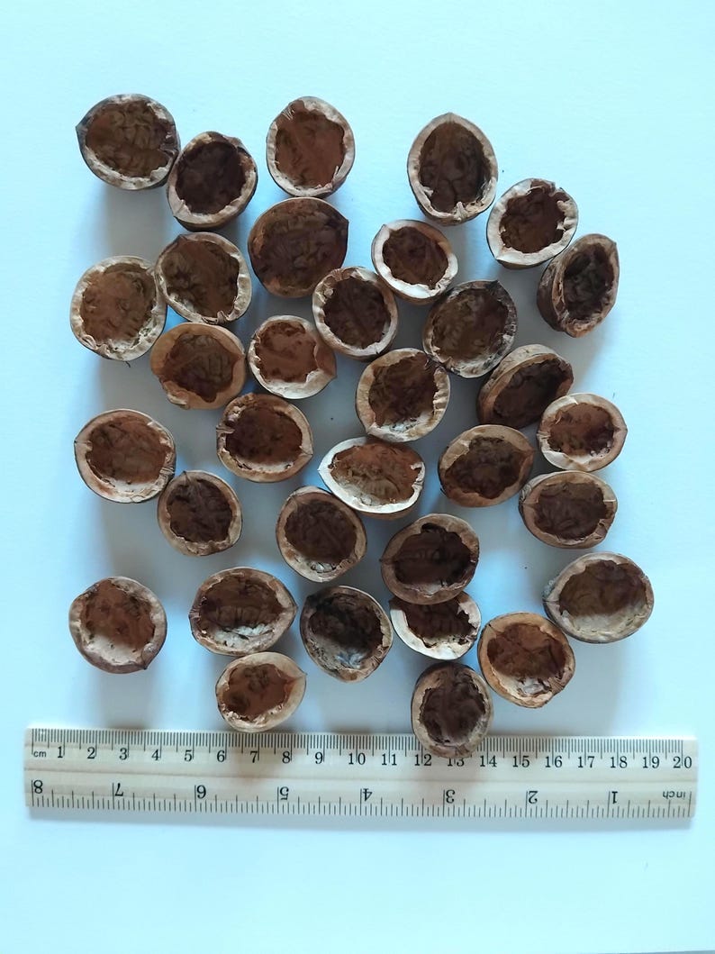 May include: A collection of empty walnut shells, showcasing their brown, textured interiors. A wooden ruler with inch measurements is placed at the bottom, providing scale. The shells are scattered on a light blue surface.