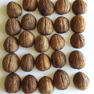 25 walnut shells