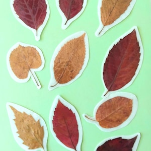 Autumn leaf stickers