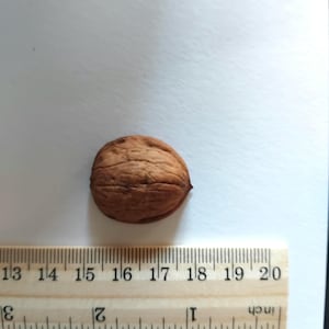 May include: A brown walnut shell with a textured surface, next to a wooden ruler. The ruler shows measurements in inches, with the walnut shell measuring approximately 1.5 inches in length.