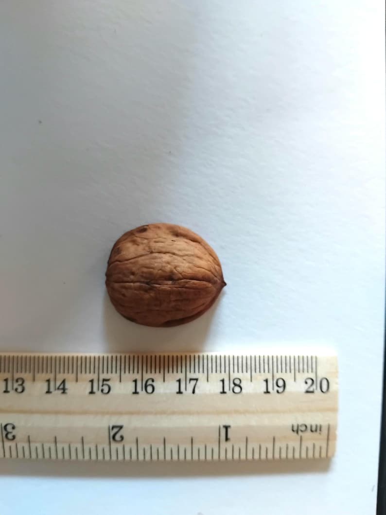 May include: A brown walnut shell with a textured surface, next to a wooden ruler. The ruler shows measurements in inches, with the walnut shell measuring approximately 1.5 inches in length.