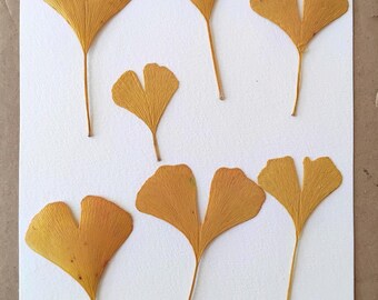 Dried ginkgo biloba leaves