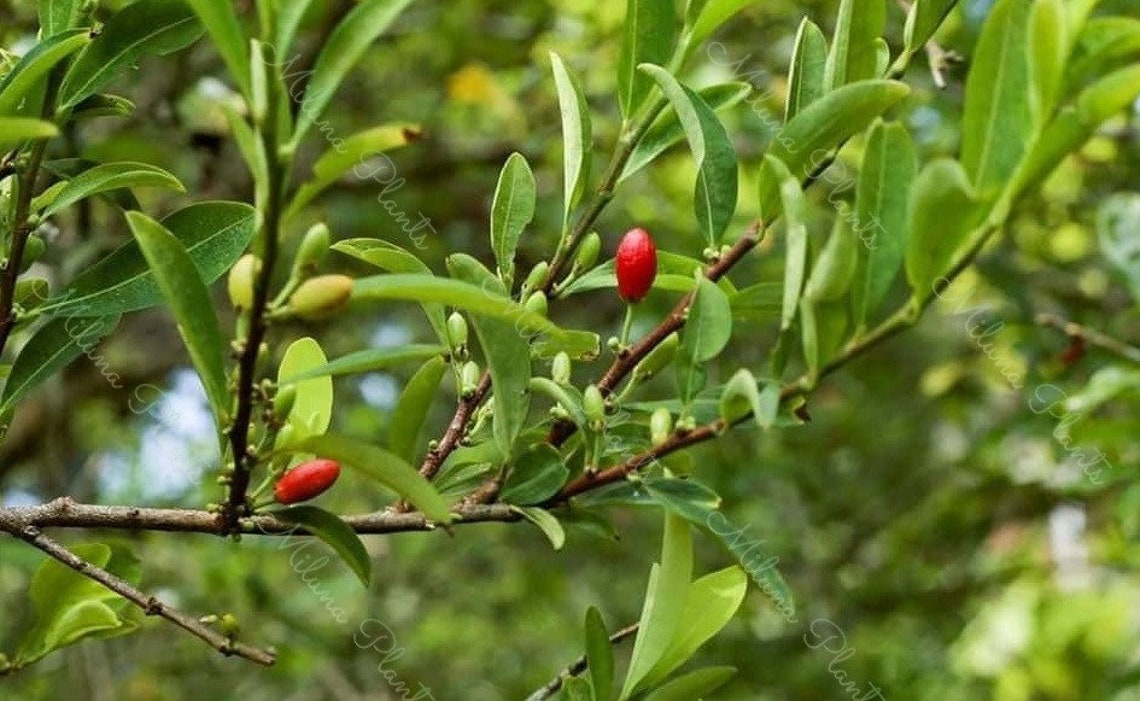 Erythroxylum Novogranatense Planting Seeds Coca Planting Seed Etsy Canada