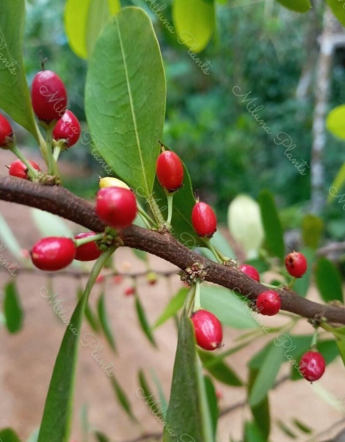 Erythroxylum Novogranatense Planting Seeds Coca Planting Seed Etsy Canada