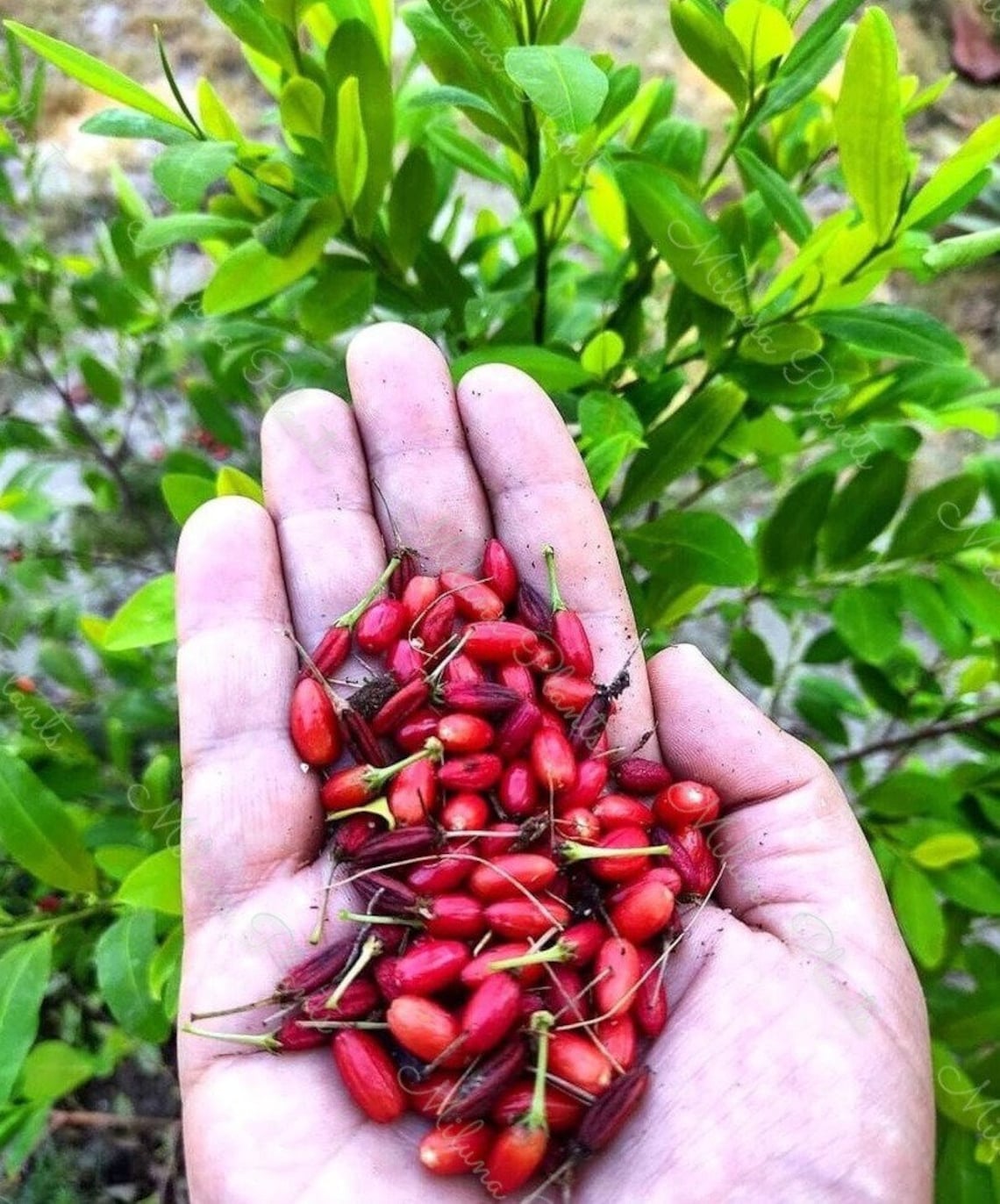 Erythroxylum Novogranatense Planting Seeds Coca Planting Seed Etsy Canada