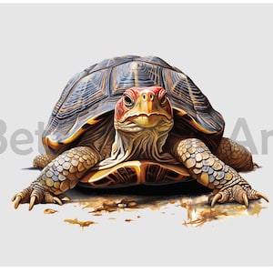 Maglietta con disegni a sublimazione di tartaruga scatola, tartaruga PNG, tartaruga Clipart