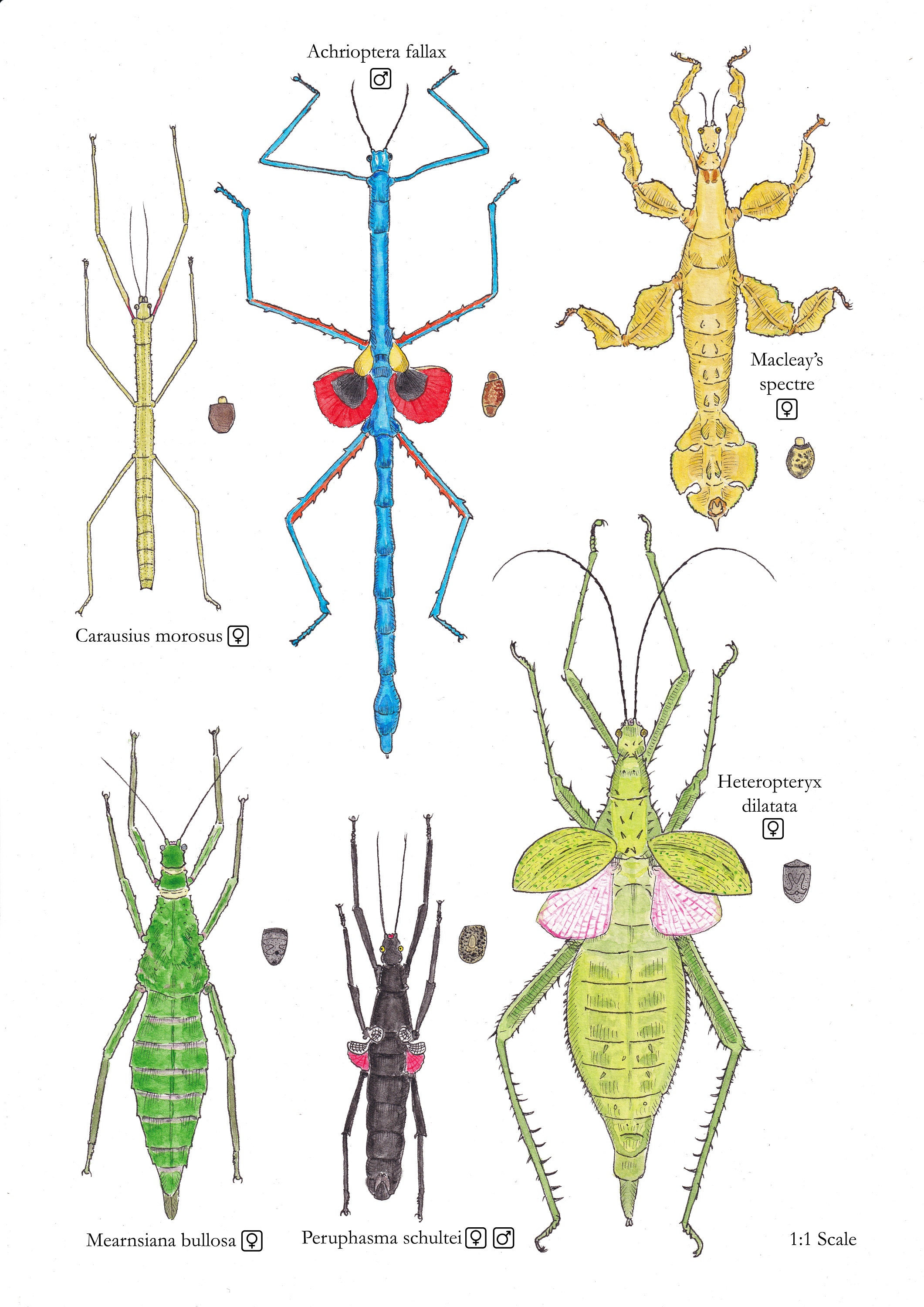 Gt Insects The Gallery For Gt Walking Stick Insect Life Cycle Diagram Live Stick