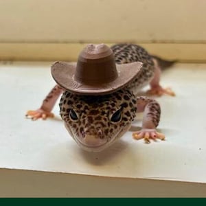 May include: A small brown lizard wearing a brown cowboy hat. The lizard is looking directly at the camera.