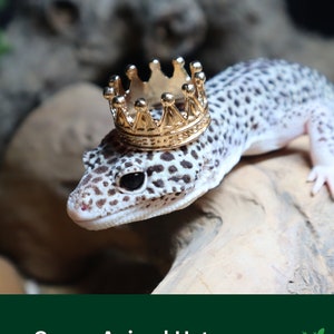 May include: A small lizard wearing a gold crown. The lizard is on a light brown surface. Crown Animal Hat.