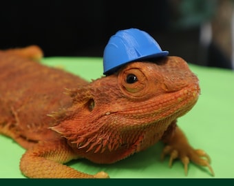 May include: A small blue construction hat sits on the head of a brown bearded dragon lizard. The lizard is lying on a green surface.