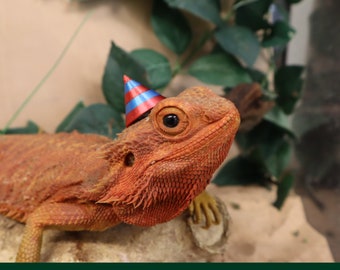 Birthday Party Hat for Small Pet, Critter Accessory Gift for reptile lover, amphibian, bearded dragon, frog, gecko, Hamster, rabbit, rat