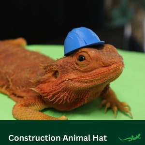 May include: A small blue construction hat sits on the head of a brown bearded dragon lizard. The lizard is lying on a green surface.