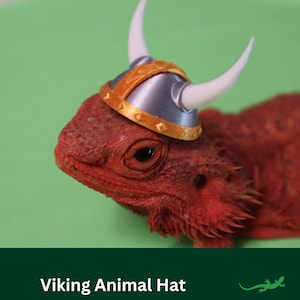 May include: A red bearded dragon wearing a silver and gold Viking helmet with white horns.
