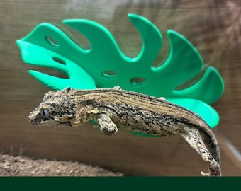 Monstera Leaf ledge platform, SUCTION CUPS, Gift for Reptile, Dart tree Frog, Spider, hide, Vivarium Climbing Basking Spot, Decor Accessory