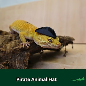 May include: A yellow and orange gecko wearing a black pirate hat. The gecko is perched on a piece of driftwood.