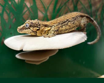 Mushroom Ledge Reptile platform, Vivarium Decor, Gift for Crested Gecko, Dart tree Frog, Jumping Spider, Climbing Basking Spot, SUCTION CUPS