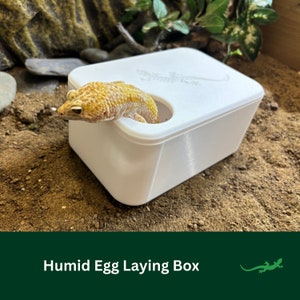 May include: A white plastic humid egg laying box with a small opening for a lizard to enter. A yellow and white gecko is partially inside the box.