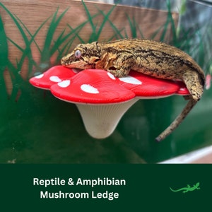 Mushroom Ledge Reptile platform, Vivarium Decor, Gift for Crested Gecko, Dart tree Frog, Jumping Spider, Climbing Basking Spot, SUCTION CUPS