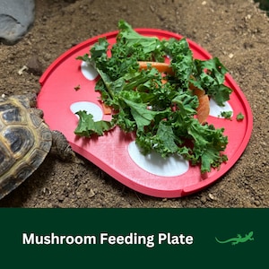 May include: A red mushroom-shaped feeding plate with white dots, filled with chopped kale and carrots. A small tortoise is eating from the plate.