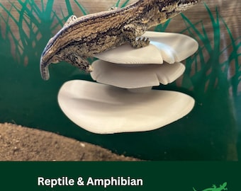 Mushroom Ledge Reptile platform, Vivarium Decor, Gift for Crested Gecko, Dart tree Frog, Jumping Spider, Climbing Basking Spot, SUCTION CUPS